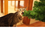 ~*Willow Cat Happy Club!*~