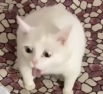 The OFF