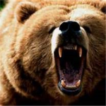 MIGHTY BEARS