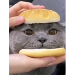 sarahhsahh