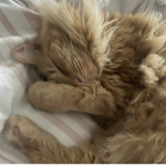 CatCrimezz!