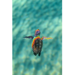 Save the turtles SQUAD!!