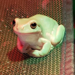Froges!