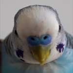 -Budgie fans-