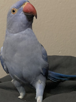 Gabby the bird fans