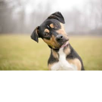 My World Of Dogs