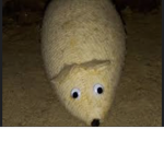 Trading robux1 I am crazy