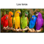 PERICOS BAÑADOS
