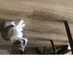 Conejitos y gatitos :3