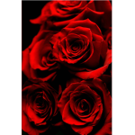 Little roses dance academy for dance moms online.