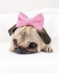 The preppy pugs