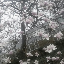 霜
