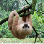 Sloth Squad-Jailbreak