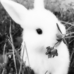 bunsia