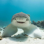 :/ we are sharks