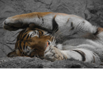 Wild cats ROAR