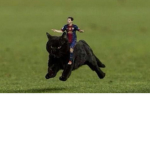 El sotano del gato uwu