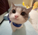 kitti !!