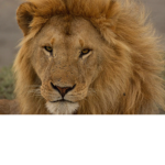 Lily Lion