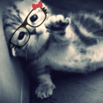 Kitten Card