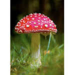 Mushrooms in the grass