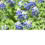 THE BLUE BONETTS