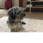 Cutie dog group