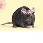 rats!!!