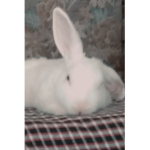 CUTE_BACONS