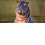 Hippo friendz