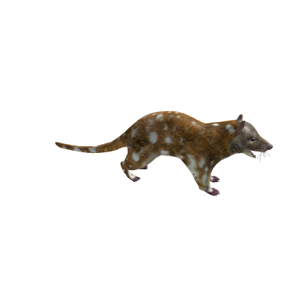 Tiger quoll
