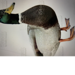 SOILDER DUCKS