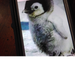 Baby Penguin Awww