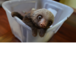 Sloth boi army