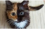 The kitty clan :3