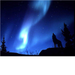 Wolves of the Dragon's Scale