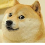 The Doge Group Club!