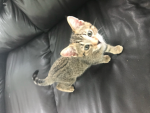 Butterfly is the best cat