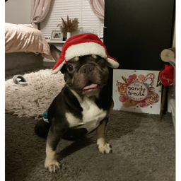 a game for my dog