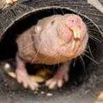 Cheesy rats#01