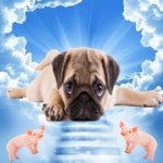 sorry no “pug”
