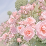 ~*rosxelilxqs*~