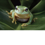 Frog Army Join If U Are An Epic Frog