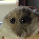 The ratata's home