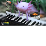 Donkey8mykid