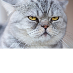 Gatos follower