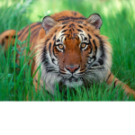 #thetigersquad