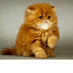 The Kitty Lovers :)