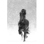 Bucking Rise Riding Club BackUp