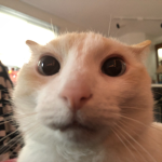 neo's cat maid cafe